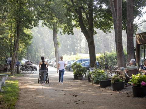 Camping Zavelbos - Camping Limburg Belge - Image N°4