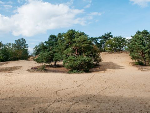 Camping Zavelbos - Camping Limburg Belge - Image N°29