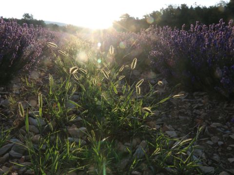 Camping Le Luberon | Pausado - Camping Vaucluse - Image N°39