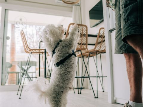 BUNGALOW 5 personnes - Bungalow Neri Pet Friendly 4/5 pers