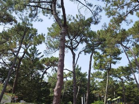 Domaine de la Presqu'île Domaine de la Presqu'île - Camping Vendée - Image N°4
