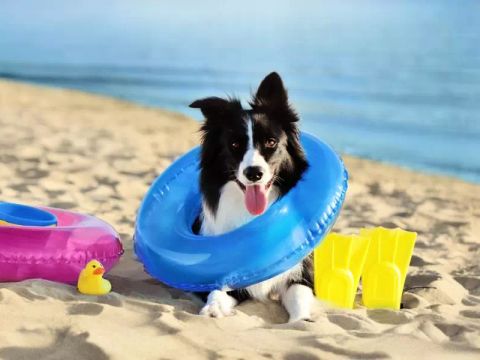 MOBILHOME 4 personnes - Mobil-Home DOGGY 3 Pièces 4 Personnes + TV