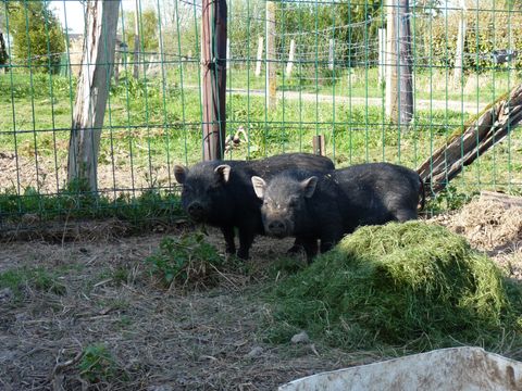 Camping Ushuaïa Villages - Les Pommiers Pays d'Auge - Camping Eure - Image N°4