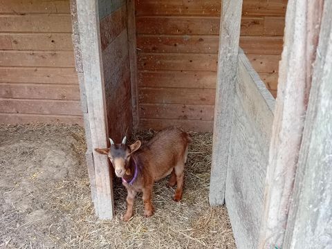 Camping Ushuaïa Villages - Les Pommiers Pays d'Auge - Camping Eure - Image N°9