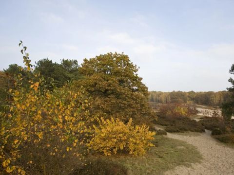 Dormio Resort De Hondsrug - Camping Aa und Hunze - Image N°13
