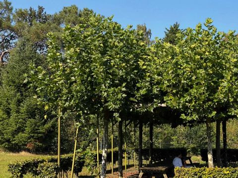 Summio Bosparc de Hoevenaer - Camping Halderberge - Image N°3