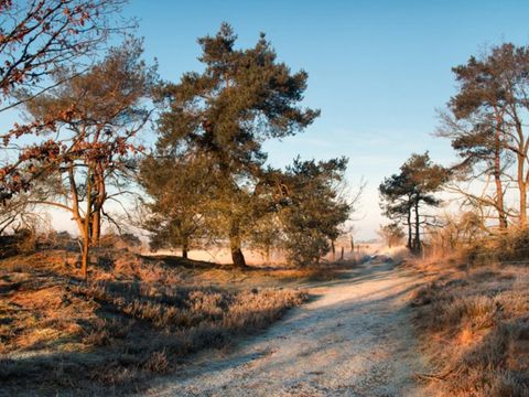 Summio Bosparc de Hoevenaer - Camping Halderberge - Image N°13