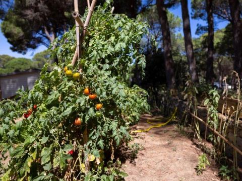 Europe Tents Camping Begur - Camping Gérone - Image N°20