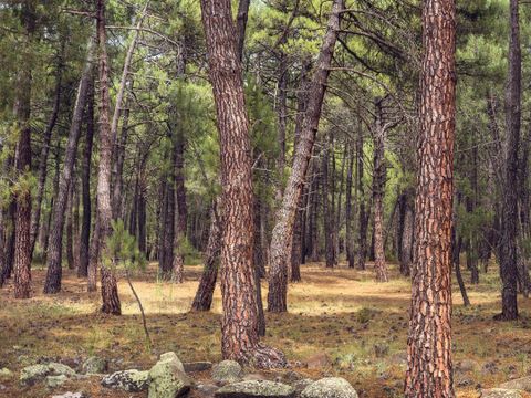 Camping Sierra de Javalambre - Camping Teruel