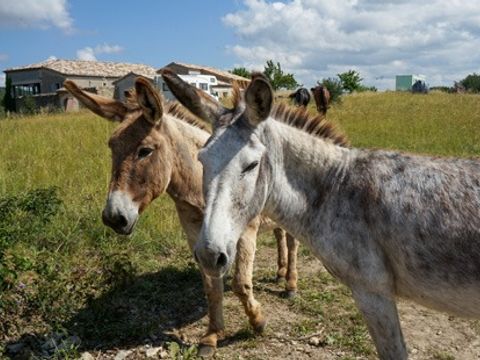 Domaine de Chadeyron - Camping et gîtes - Camping Ardèche - Image N°27
