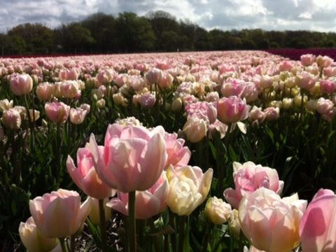 CHALET 2 personnes - Dune 104