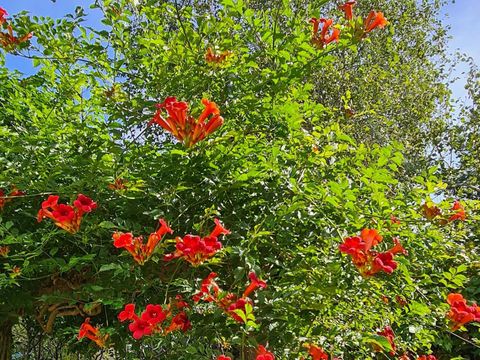 BUNGALOW 4 personnes - Dune 130