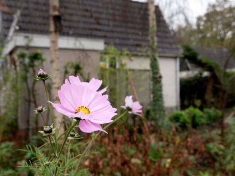 BUNGALOW 4 personnes - Dune 130