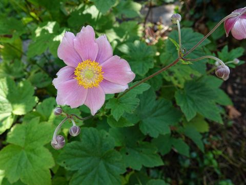 BUNGALOW 4 personnes - Dune 130