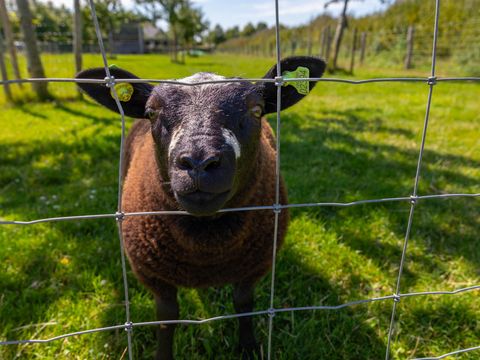BUNGALOW 4 personnes - Dune 101