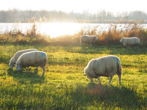 Boetiekpark de Kas - Camping Weststellingwerf - Image N°22