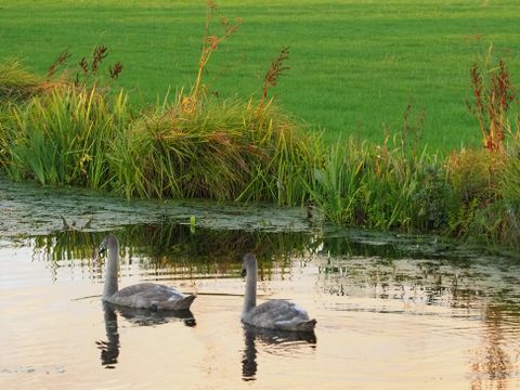 Boetiekpark de Kas - Camping Weststellingwerf - Image N°30