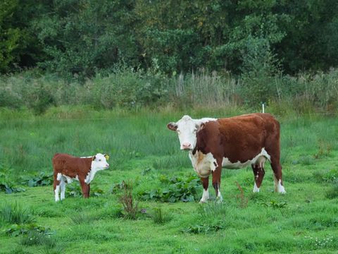 Boetiekpark de Kas - Camping Weststellingwerf - Image N°21
