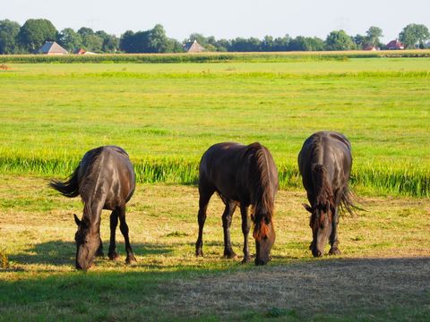 Boetiekpark de Kas - Camping Weststellingwerf - Image N°23