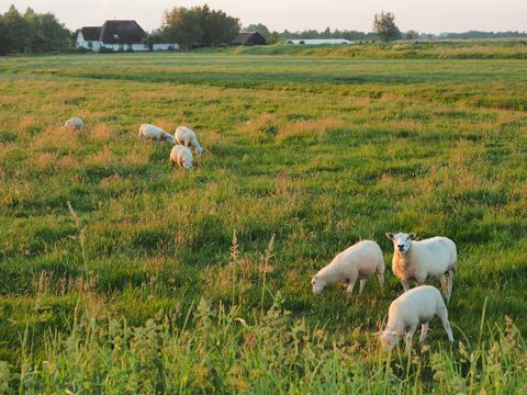Boetiekpark de Kas - Camping Weststellingwerf - Image N°28