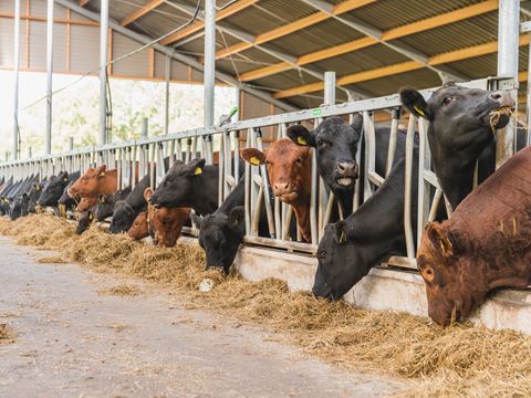 MAISON 5 personnes - Reggehooiberg