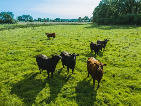 MAISON 5 personnes - Reggehooiberg
