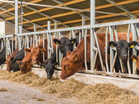 MAISON 10 personnes - 2 maisons de vacances à Reggehooiberg