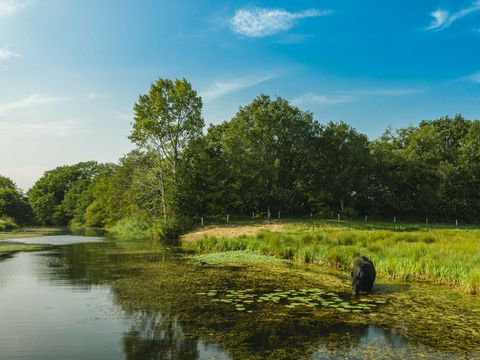 MAISON 10 personnes - 2 maisons de vacances à Reggehooiberg