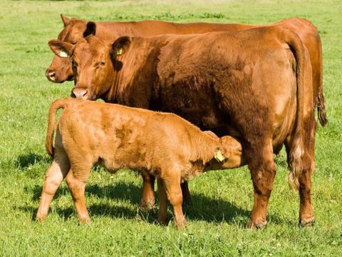 Erve Woolderink - Camping Wierden - Image N°8