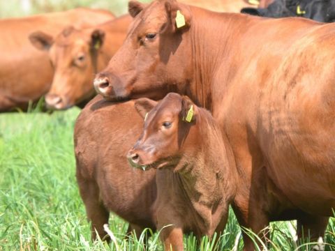 Erve Woolderink - Camping Wierden - Image N°6