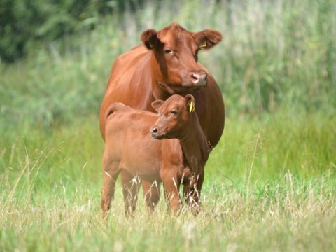 Erve Woolderink - Camping Wierden - Image N°7