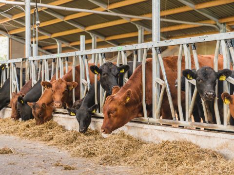 Erve Woolderink - Camping Wierden - Image N°15