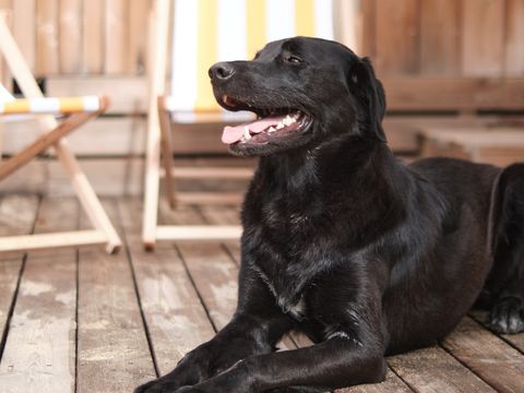 LODGE 6 personnes - Marsanne 6 Dog Friendly