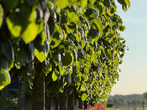TENTE 4 personnes - Tente cloche
