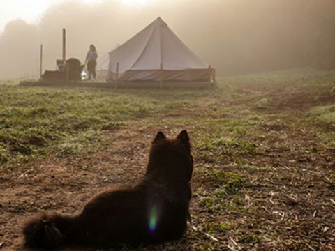 Thuysgrond - Camping Bergeijk - Image N°12