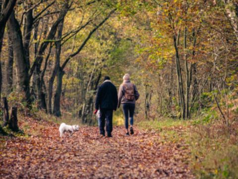 Thuysgrond - Camping Bergeijk - Image N°15