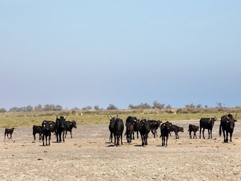 SOWELL - Résidence les Hameaux de la Camargue - Camping Bouches-du-Rhône - Image N°48