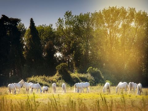 SOWELL - Résidence les Hameaux de la Camargue - Camping Bouches-du-Rhône - Image N°54