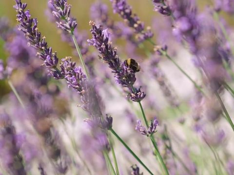 Glamping Kolpa Resort - Camping Split-Dalmatien - Image N°8