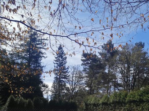 Camping Les Sapins de Corrèze - Camping Doubs - Image N°5