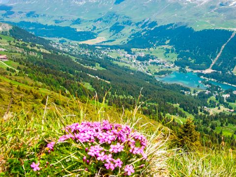 Landal Alpine Lodge Lenzerheide - Camping Mittelbünden - Image N°36