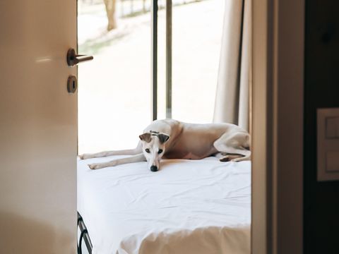 LODGE 5 personnes - Ecolodge l 2 Chambres | Animaux bienvenus