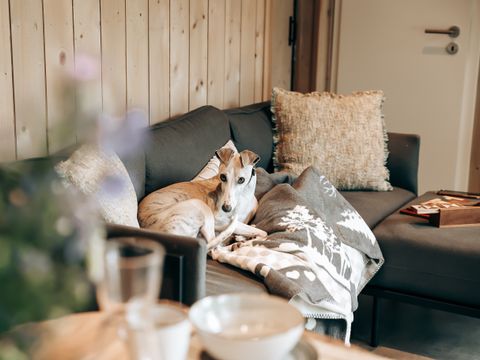 LODGE 5 personnes - Ecolodge l 2 Chambres | Animaux bienvenus