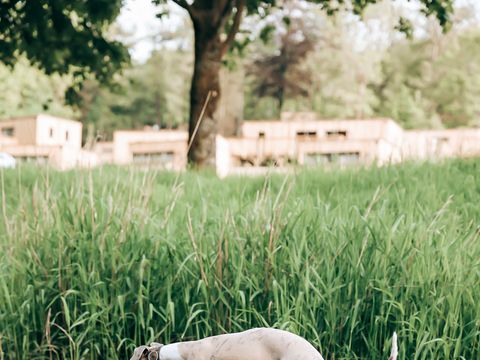 LODGE 5 personnes - Ecolodge l 2 Chambres | Animaux bienvenus