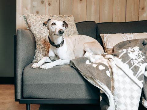 LODGE 6 personnes - Ecolodge | 3 Chambres | Animaux acceptés