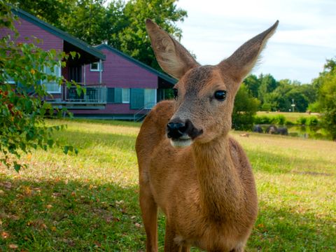 Goélia Le Domaine des Nouailles - Camping Dordogne - Image N°26