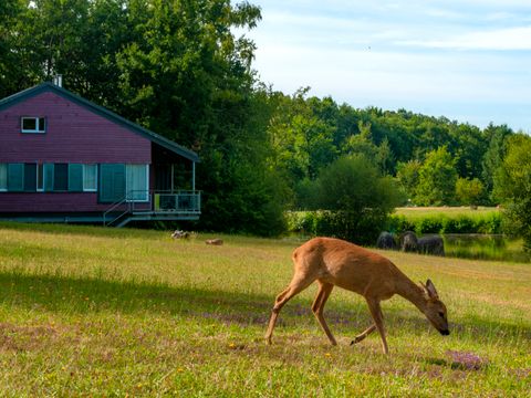Goélia Le Domaine des Nouailles - Camping Dordogne - Image N°27