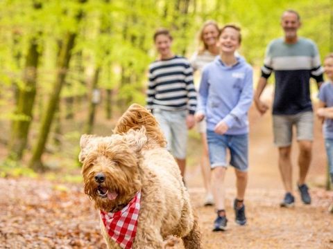Ardennen Camping Bertrix - Camping Luxembourg - Image N°5