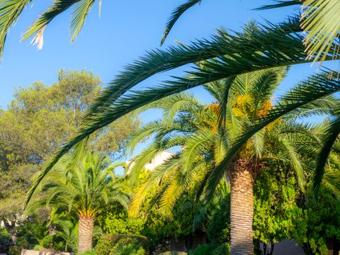 Goélia Les Jardins d'Azur - Camping Var - Image N°44