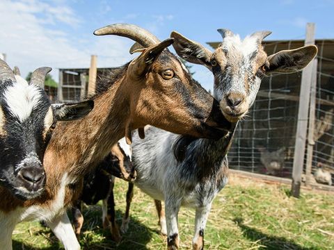 Camping Les Goélands - Camping Seine-Maritime - Image N°6